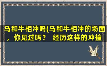 马和牛相冲吗(马和牛相冲的场面，你见过吗？  经历这样的冲撞会发生什么？  了解马和牛相撞的冷知识)